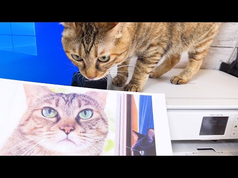 コピー機にコピーされた自分の顔を見た猫が予想外の行動に…！(YouTube)