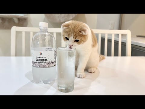 生まれて初めて炭酸水を舐めたら子猫がこうなっちゃいました…笑(YouTube)
