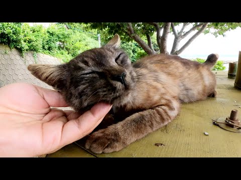テーブルでくつろぐマーブル黒猫をモフっていたら仲間猫達が迎えにきた(YouTube)