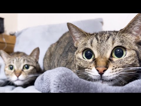 敏速に動く○○におめめまんまるになっちゃった猫がこちらです…(YouTube)