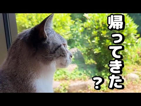 柴犬が散歩に出ると帰りが待ちどおしくて遊びどころではなくなる猫たち(YouTube)