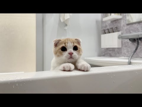 生まれて初めてお風呂に入った子猫の反応がかわいすぎましたw(YouTube)