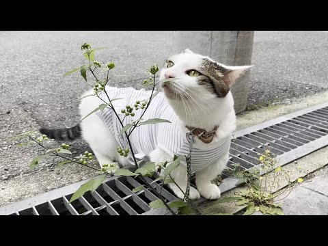 完全装備でお花を愛でる猫(YouTube)