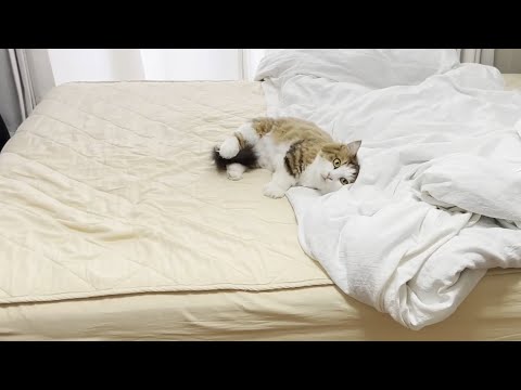 「ひとりぼっちは寂しいです」鳴き続ける猫(YouTube)