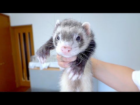【元気すぎ…】暴れん坊なイタチ達を部屋に放つとこうなります(YouTube)