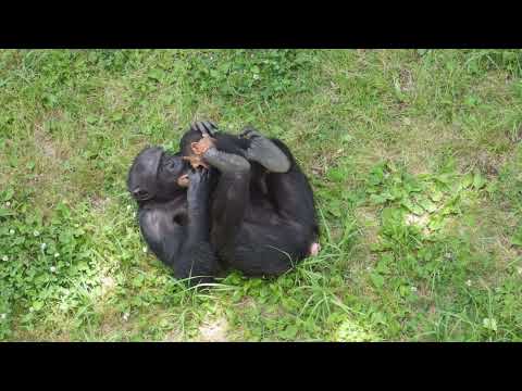 1歳になったチンパンジーの子「ディル」が「ベリー」と遊ぶようす：多摩動物公園(YouTube)