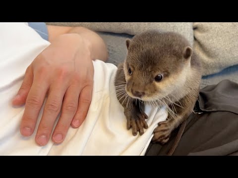 「ここは私の！」という主張があまりにも激しいカワウソ  The otter’s insistence that “This is mine!”(YouTube)