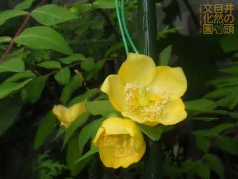 井の頭自然文化園 花ごよみ動画 キンシバイの開花(YouTube)