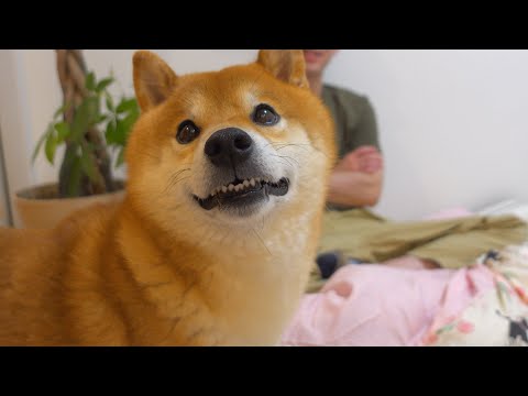大好きなパパ弟のお泊まりで感情が溢れ出る柴犬たち。(YouTube)