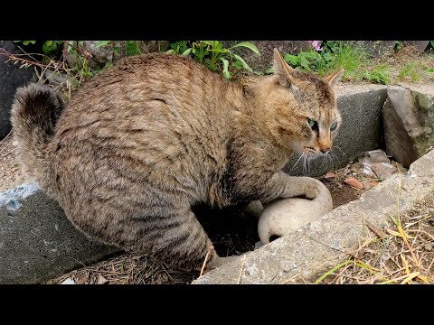 ぽっちゃり猫がお散歩中に浮き球を見つけて、楽しそうに遊びだす(YouTube)