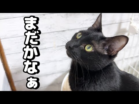 飼い主の帰りをすごく待っていたのにいざ帰ってくるとそんな雰囲気を表に出さない猫(YouTube)