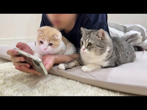 トムとジェリーを流したら猫たちが集まってきてこうなりました笑(YouTube)