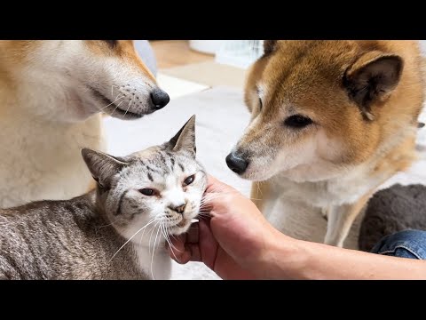 飼い主が泊まりで家を出ることになったときの犬と猫の反応がこちらです(YouTube)