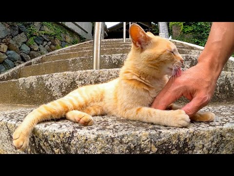 猫島の神社の階段で猫をナデナデする(YouTube)