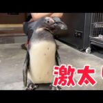 激太りしたペンギンのタンク！この姿を見れるのは最後かもしれません・・(YouTube)
