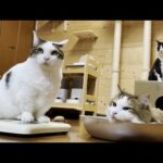 食事制限でダイエットしていた猫の体重測定(YouTube)