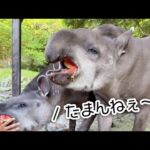 スイカが美味しすぎてたまんないバクはこちら(YouTube)