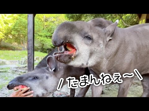 スイカが美味しすぎてたまんないバクはこちら(YouTube)