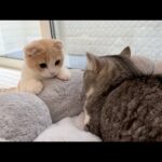 生まれて初めて兄にふみふみを教わった子猫がまさかの行動にでました…(YouTube)