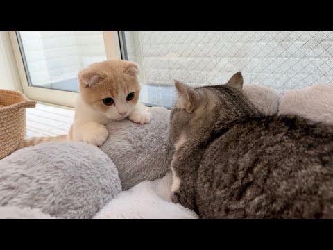生まれて初めて兄にふみふみを教わった子猫がまさかの行動にでました…(YouTube)