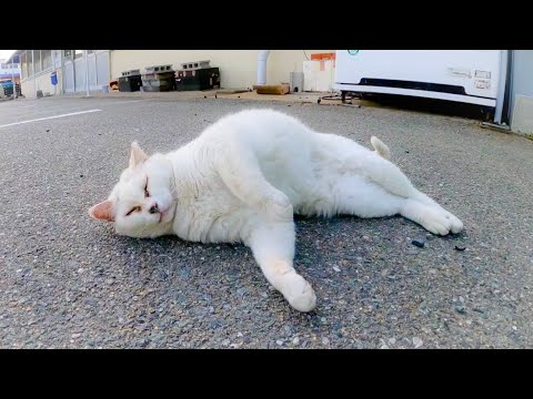 駐車場にいた白猫ちゃん、ウネウネしてカワイイ(YouTube)