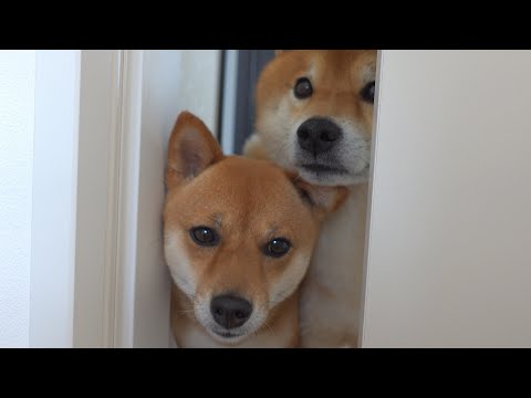 子猫が初の室内探索！その時柴犬ふたりは愛に満ちた顔をしてました。(YouTube)