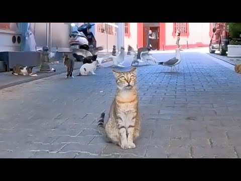 港町の路地裏を歩くと鳥対猫の壮絶な晩飯争奪戦が繰り広げられていた(YouTube)