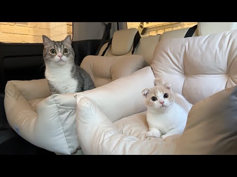初めて兄弟で一緒にドライブしたら猫たちがこうなりました笑(YouTube)