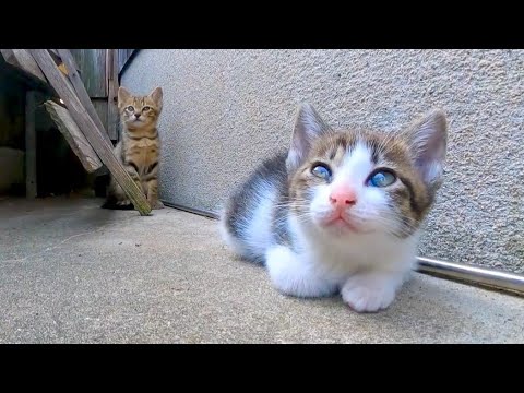 軒先で休む子猫の兄弟がかわい過ぎる(YouTube)