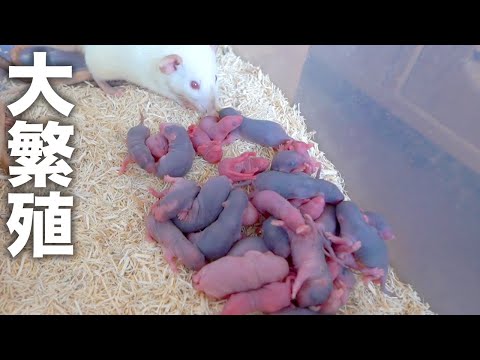 子供が産まれなくなったコロニーが突如大繁殖しました(YouTube)