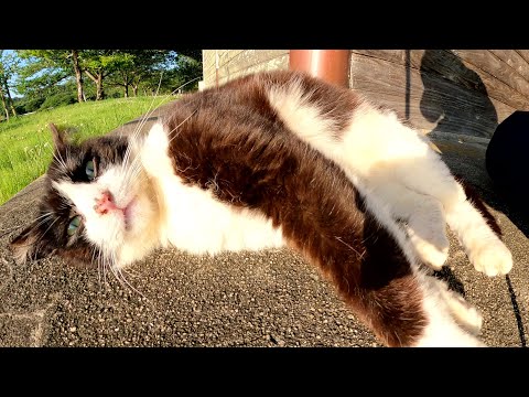 猫が人間を小屋の裏に呼び出して「ここでモフれ！」と要求してきた(YouTube)