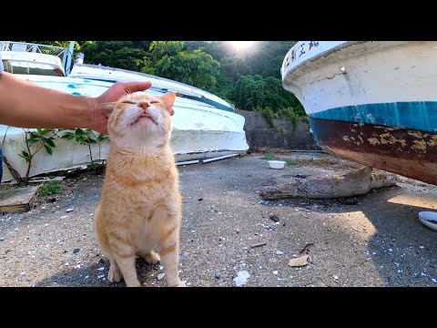船の下で寝ていた野良猫、覗き込むと気づいてモフられに出てきた(YouTube)