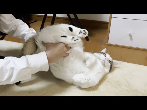 何をされても動じない猫とどこに乗られても動じない息子(YouTube)
