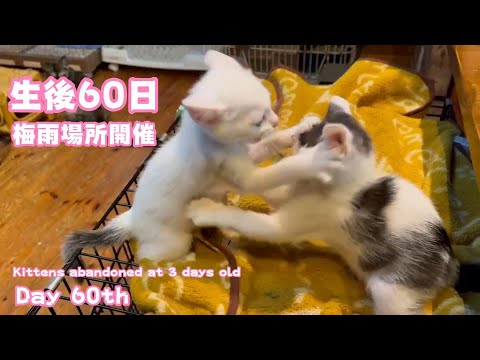 生後60日㊗️☔️梅雨場所絶賛開催中😆Kittens abandoned at 3 days old Day 60(YouTube)