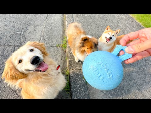破壊するの大好きゴールデンレトリバーVS絶対壊れないボール(YouTube)