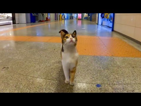 【今週の感動猫動画】猫の都イスタンブールで撮った猫動画をまとめて公開(後編)(YouTube)