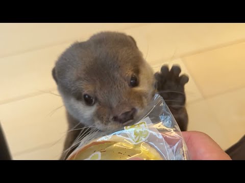どら焼きが欲しすぎるカワウソが夢中でかわいい otter that wants dorayaki too much is crazy cute.(YouTube)