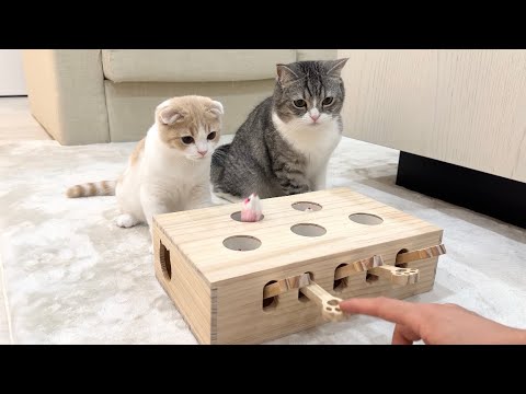 猫たちとモグラ叩きで遊んでみたら反応がかわいすぎましたwww(YouTube)