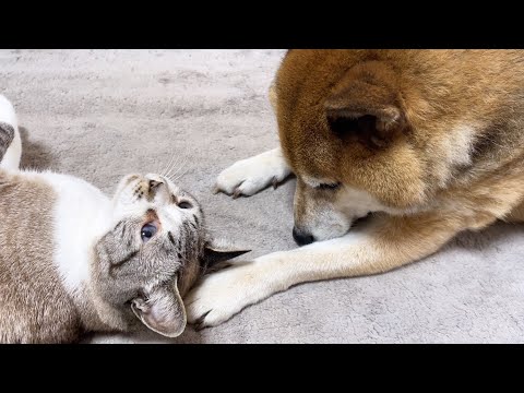 不器用な柴犬に遠慮なく急接近する猫たち(YouTube)