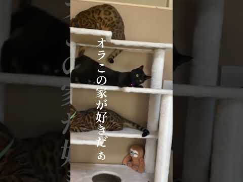 オラこの家さ好きだぁ🐈‍⬛ #shorts(YouTube)