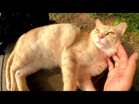 クリーム猫がベンチに寝転んで、無防備な姿勢でモフらせてくれた(YouTube)