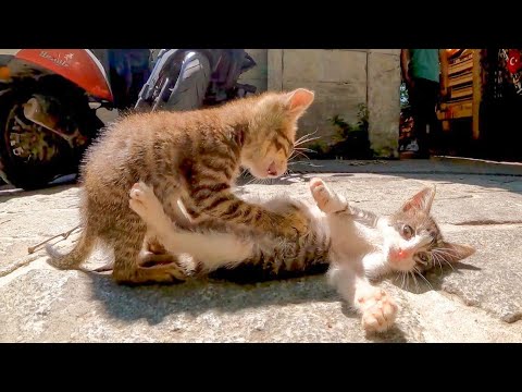 バザールの入口で行われた子猫のプロレスがかわい過ぎた(YouTube)