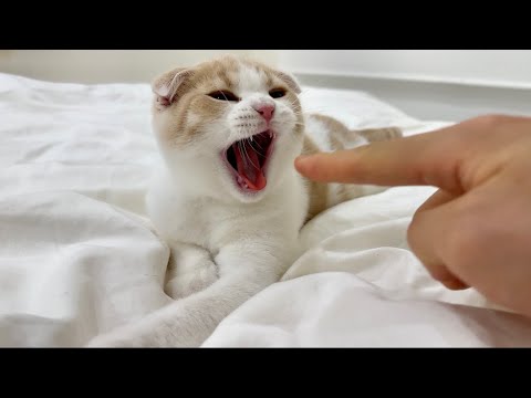 初めてあくびに指ズボされた子猫の反応がかわいすぎましたw(YouTube)