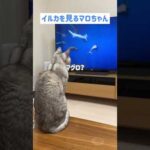 イルカの映像を楽しく見てたのに…(YouTube)