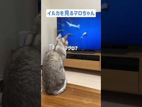 イルカの映像を楽しく見てたのに…(YouTube)