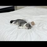 猫たちが自分の名前を覚えてるのか1人ずつ呼んでみたらこうなったw(YouTube)