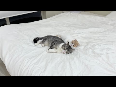 猫たちが自分の名前を覚えてるのか1人ずつ呼んでみたらこうなったw(YouTube)