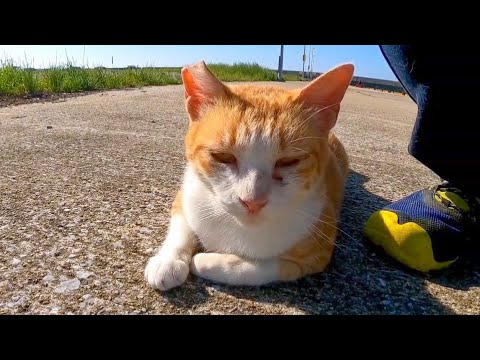 撫でられて思わず声を出す野良猫(YouTube)