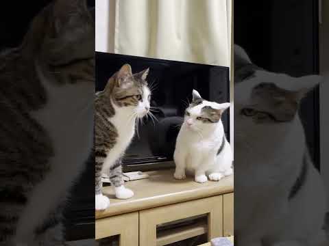やられっぱなしの豆大福(YouTube)