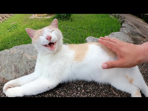 毛繕い中のミルクティー猫をモフったら手をザリザリと舐めてきた(YouTube)